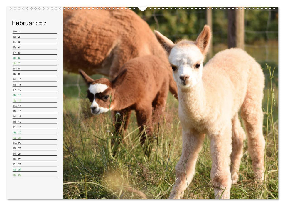Alpakababys zum Verlieben (CALVENDO Wandkalender 2027)