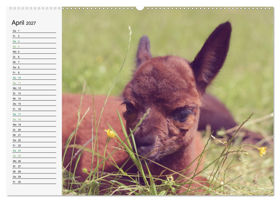 Alpakababys zum Verlieben (CALVENDO Wandkalender 2027)