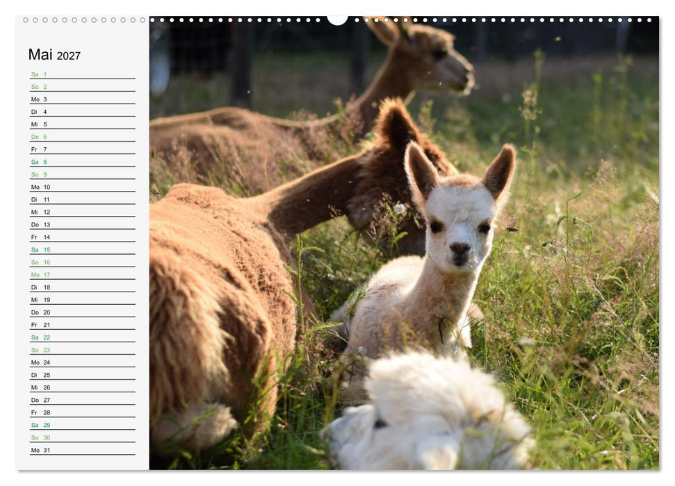 Alpakababys zum Verlieben (CALVENDO Wandkalender 2027)