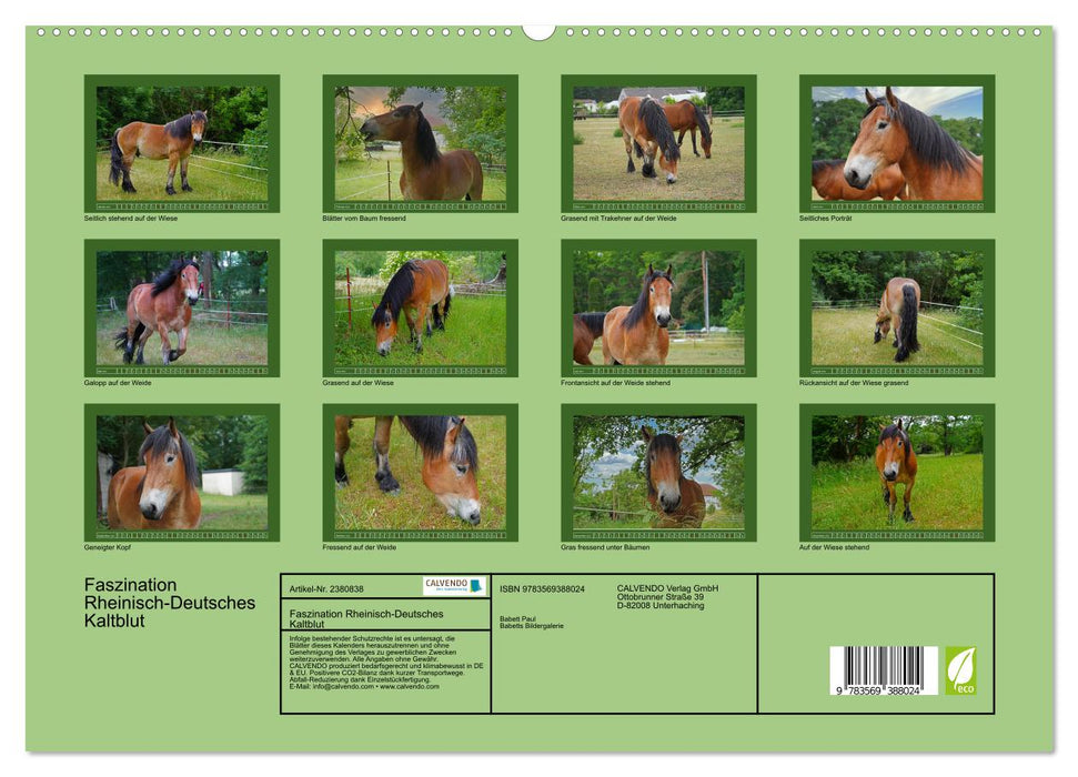 Faszination Rheinisch-Deutsches Kaltblut (CALVENDO Premium Wandkalender 2027)