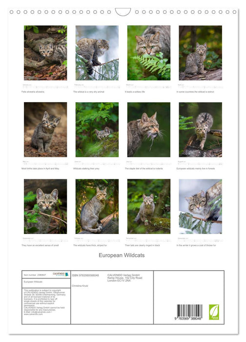European Wildcats (CALVENDO Monthly Calendar 2027)
