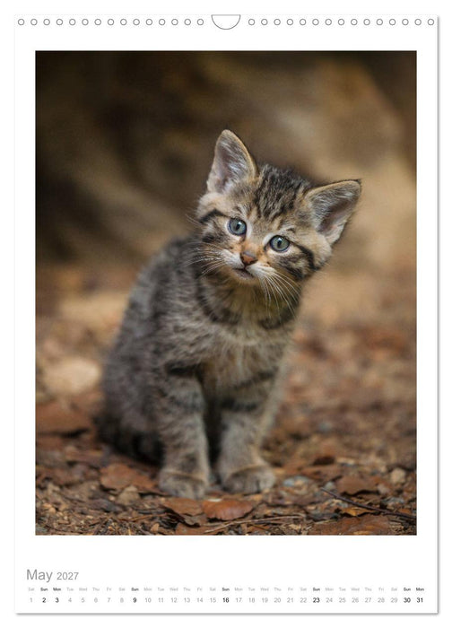 European Wildcats (CALVENDO Monthly Calendar 2027)