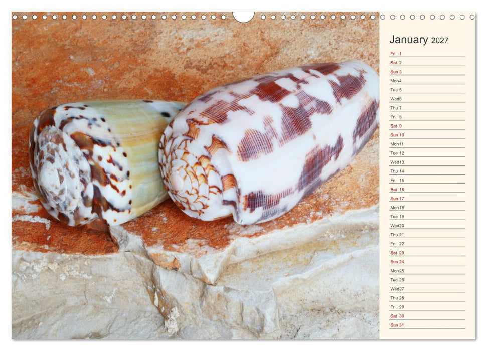 Shells, Stones and Sand (CALVENDO Monthly Calendar 2027)