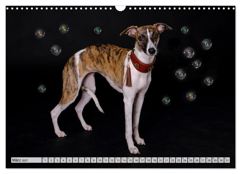 Der Whippet - ein Seelenhund (CALVENDO Wandkalender 2027)