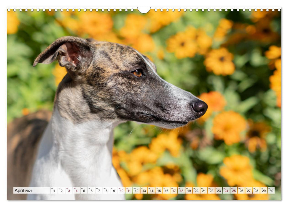 Der Whippet - ein Seelenhund (CALVENDO Wandkalender 2027)