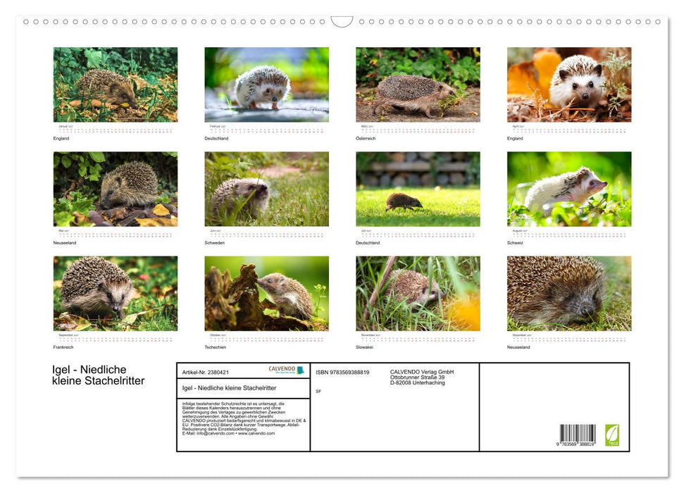 Igel - Niedliche kleine Stachelritter (CALVENDO Wandkalender 2027)