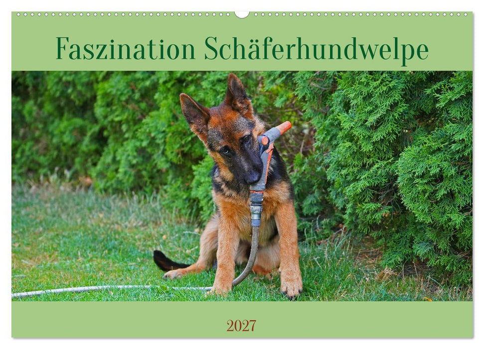 Faszination Schäferhundwelpe (CALVENDO Wandkalender 2027)