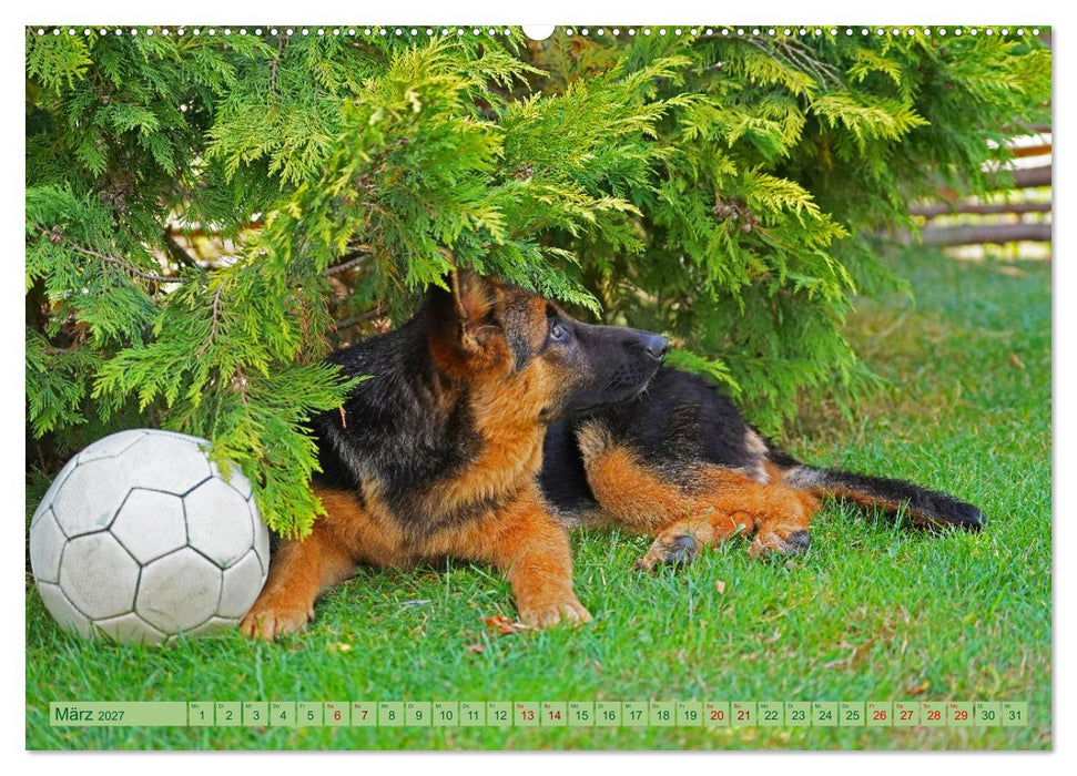 Faszination Schäferhundwelpe (CALVENDO Wandkalender 2027)