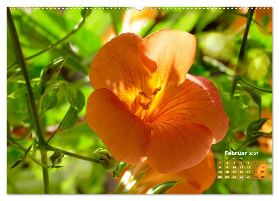 Geliebte Kletterkünstler (CALVENDO Premium Wandkalender 2027)