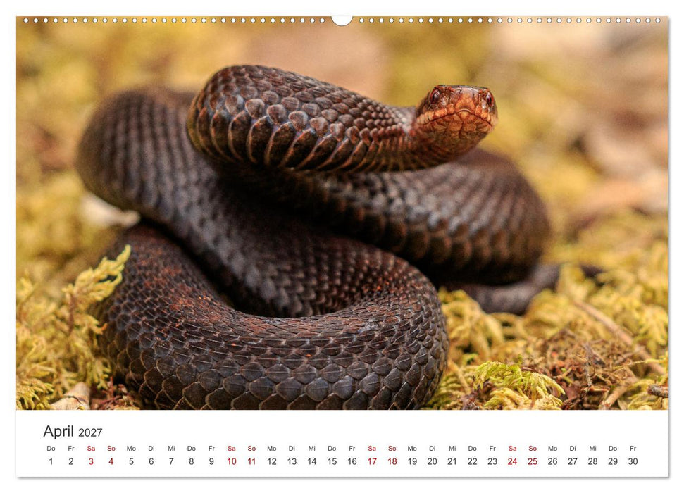 Naturjuwel Haspelmoor (CALVENDO Wandkalender 2027)