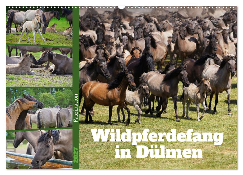 Faszination Wildpferdefang in Dülmen (CALVENDO Wandkalender 2027)