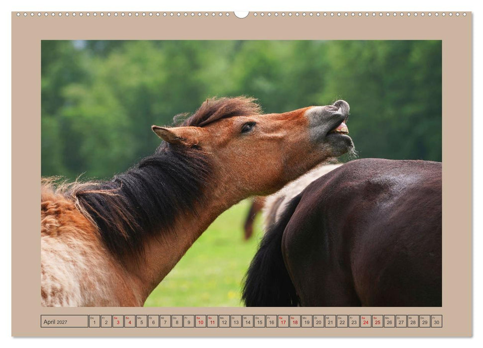 Faszination Wildpferdefang in Dülmen (CALVENDO Wandkalender 2027)