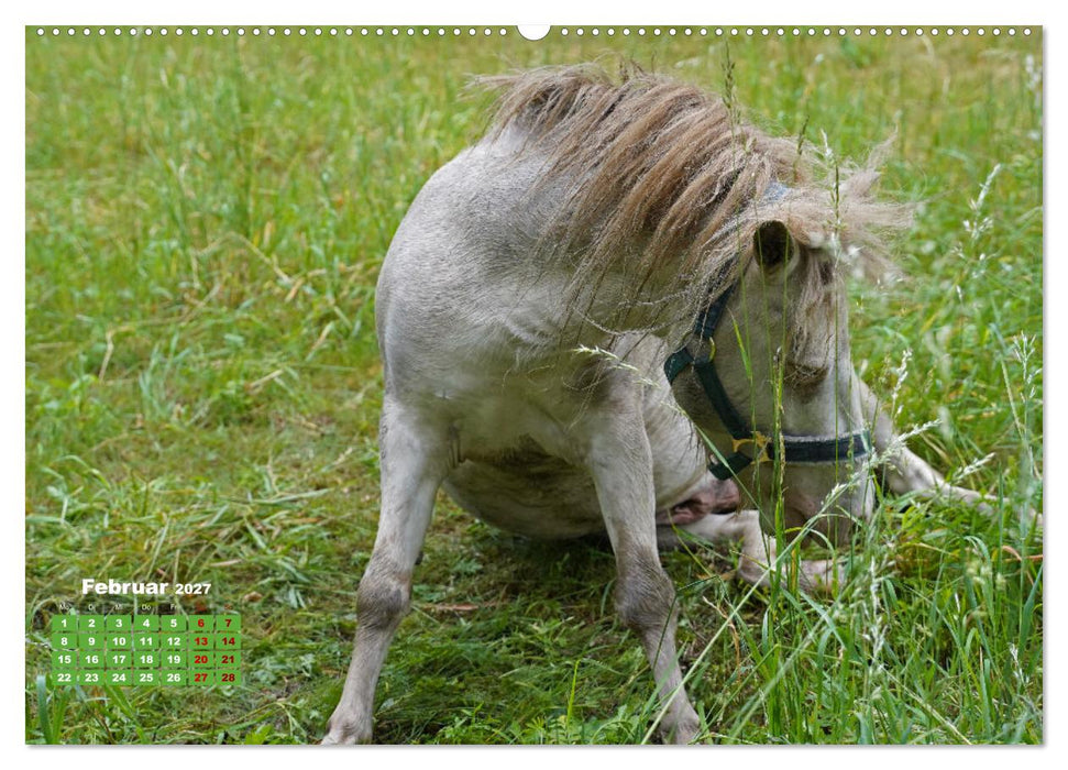 Faszination Shetlandpony (CALVENDO Wandkalender 2027)