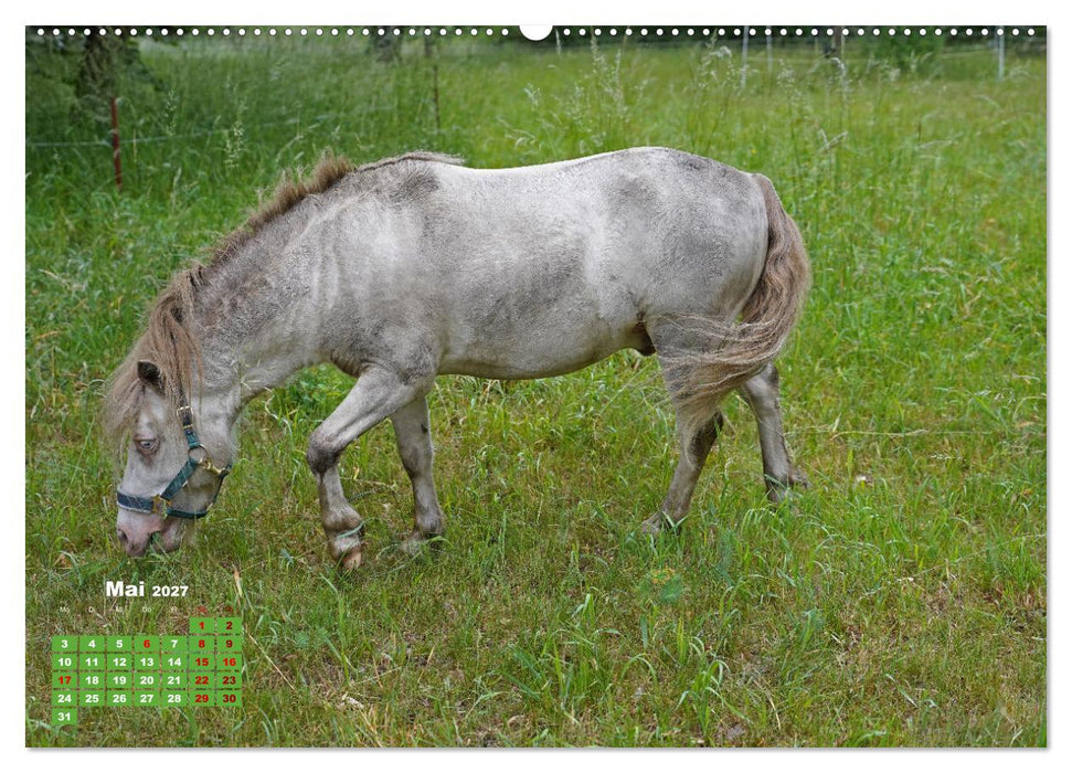 Faszination Shetlandpony (CALVENDO Wandkalender 2027)