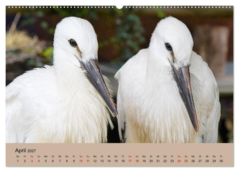 Der Storchenkalender (CALVENDO Premium Wandkalender 2027)