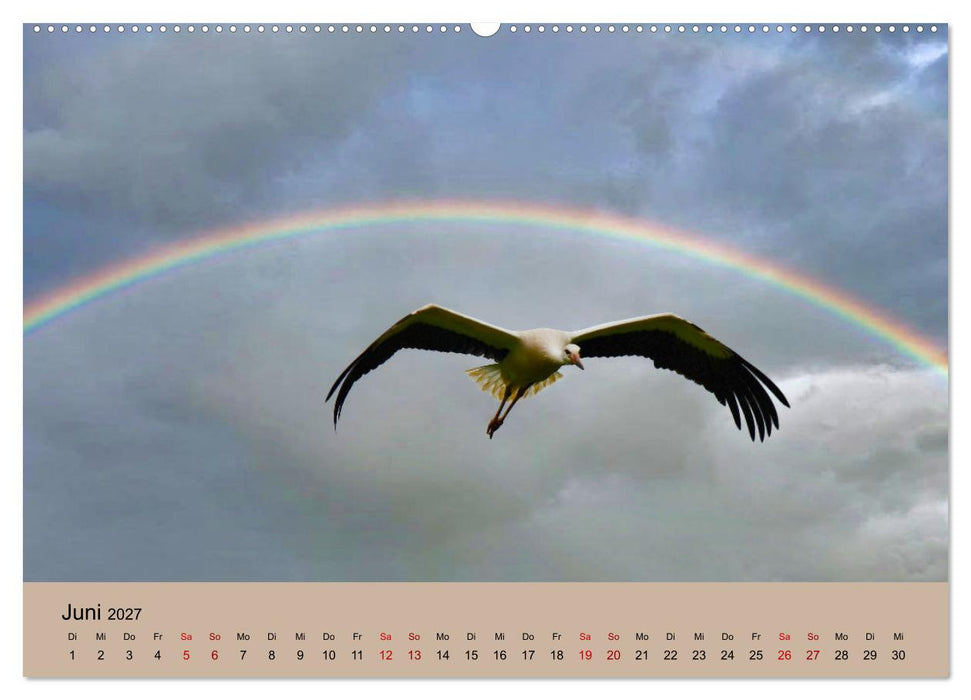 Der Storchenkalender (CALVENDO Premium Wandkalender 2027)