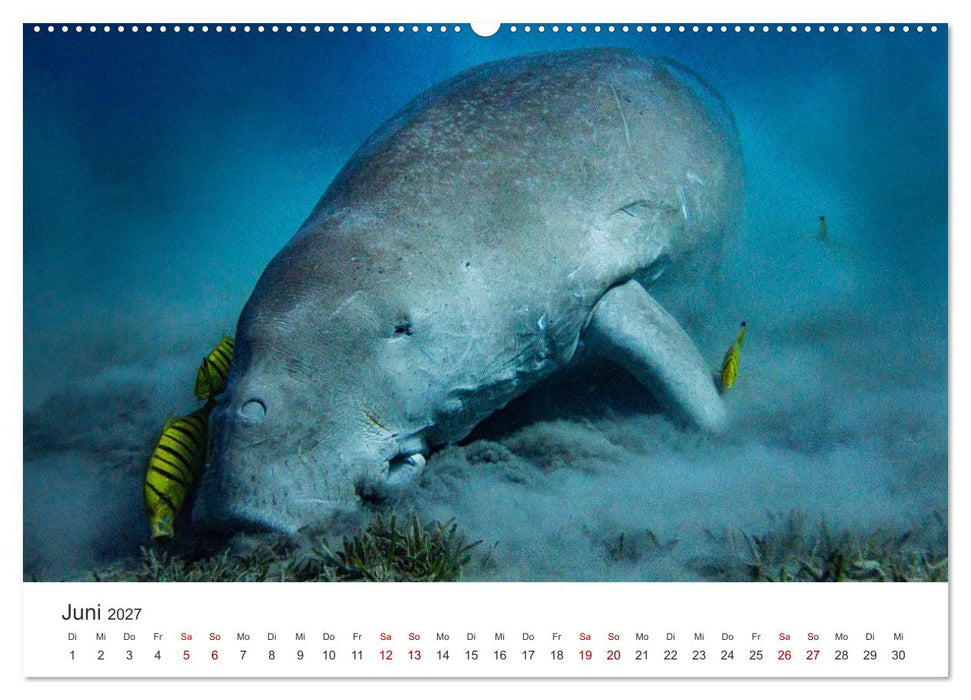 Faszination blaue Welt (CALVENDO Wandkalender 2027)