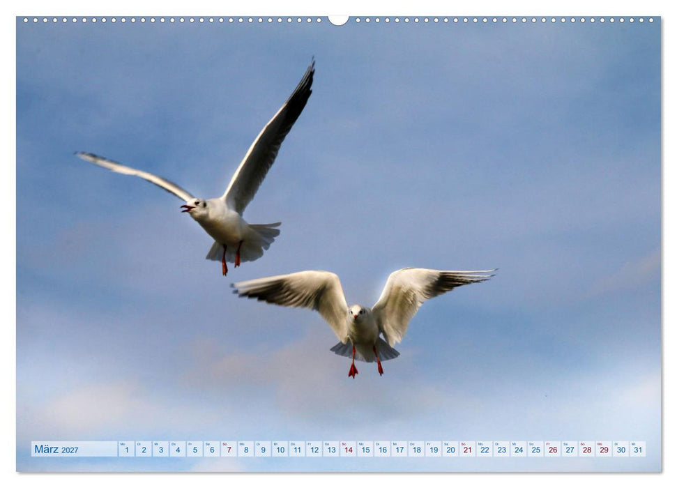 Von Möwen, Menschen und Meer (CALVENDO Wandkalender 2027)