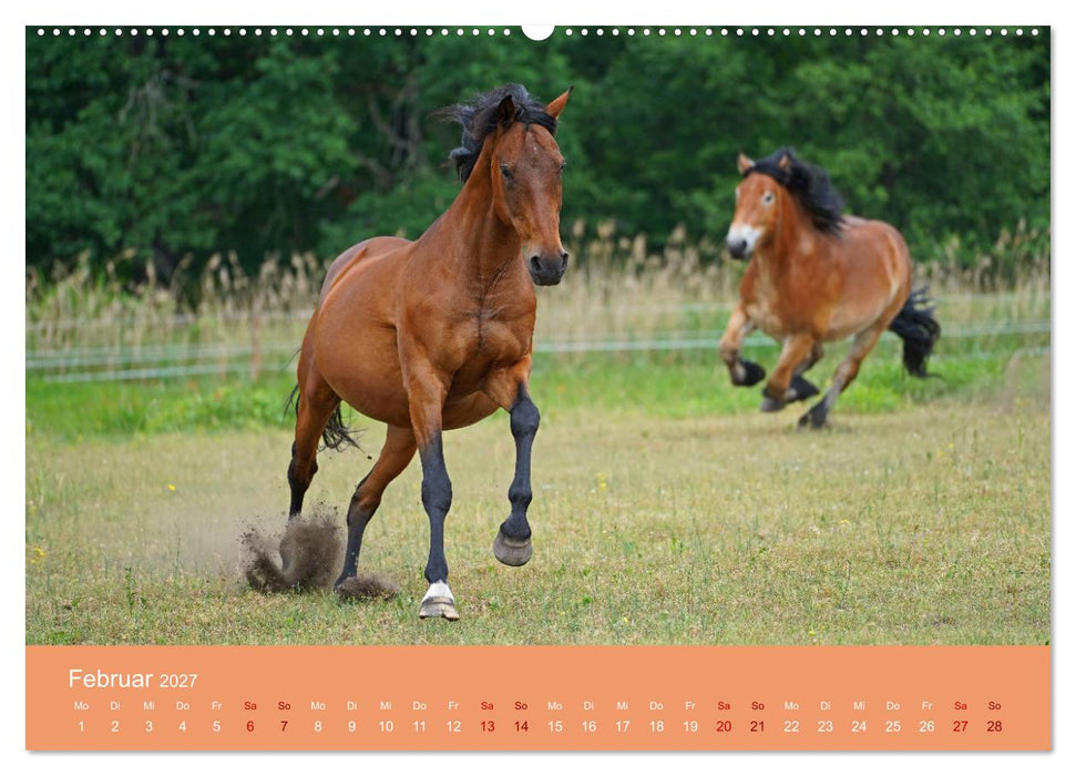 Faszination Pferdefreundschaft (CALVENDO Premium Wandkalender 2027)