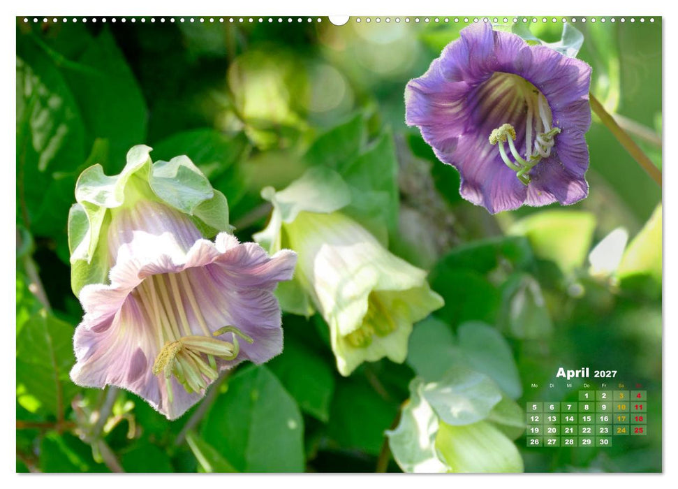 Geliebte Kletterkünstler (CALVENDO Wandkalender 2027)