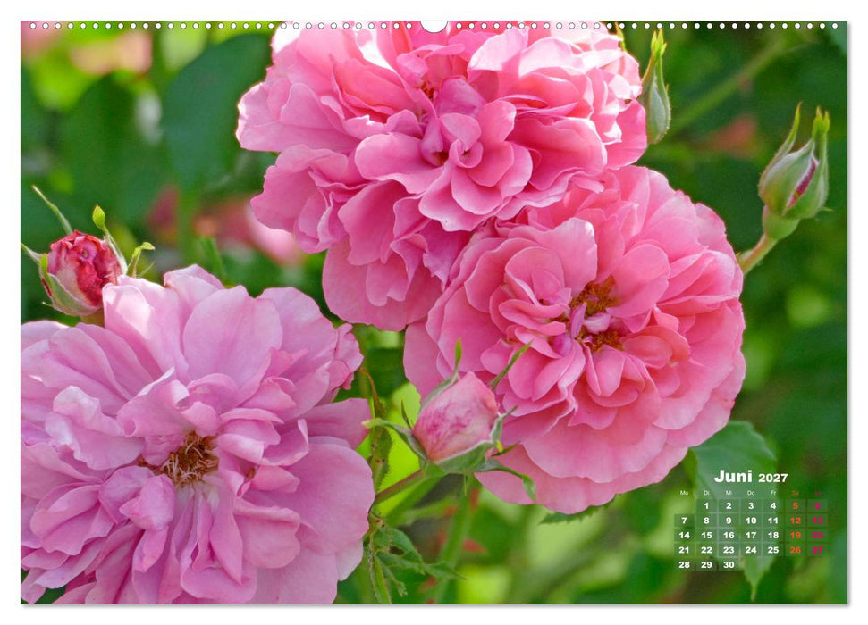 Geliebte Kletterkünstler (CALVENDO Wandkalender 2027)