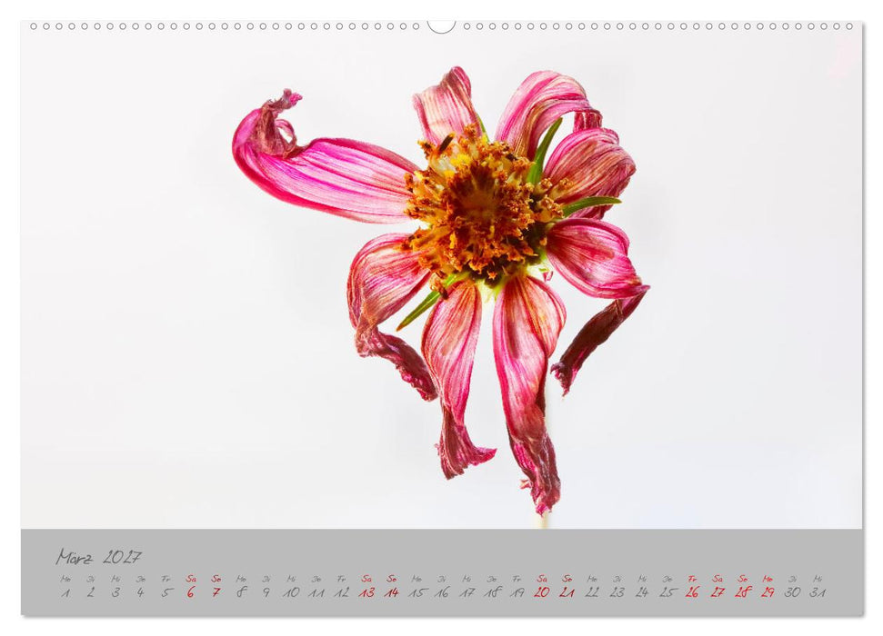 Pflanzen in der Zwischenwelt (CALVENDO Wandkalender 2027)