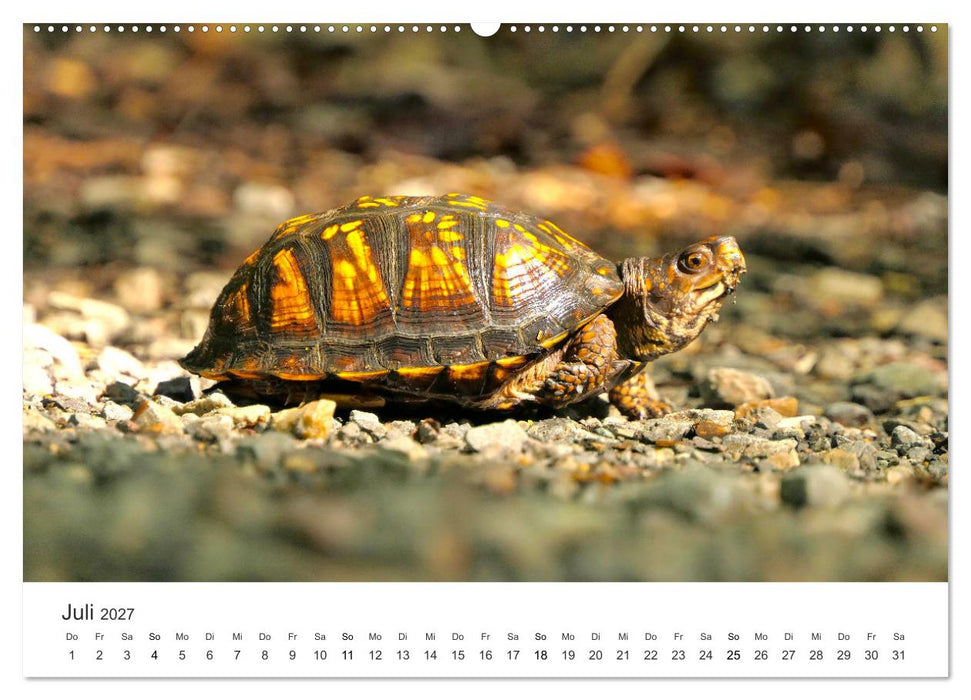 Reptilien - Tierische Farbenpracht (CALVENDO Premium Wandkalender 2027)