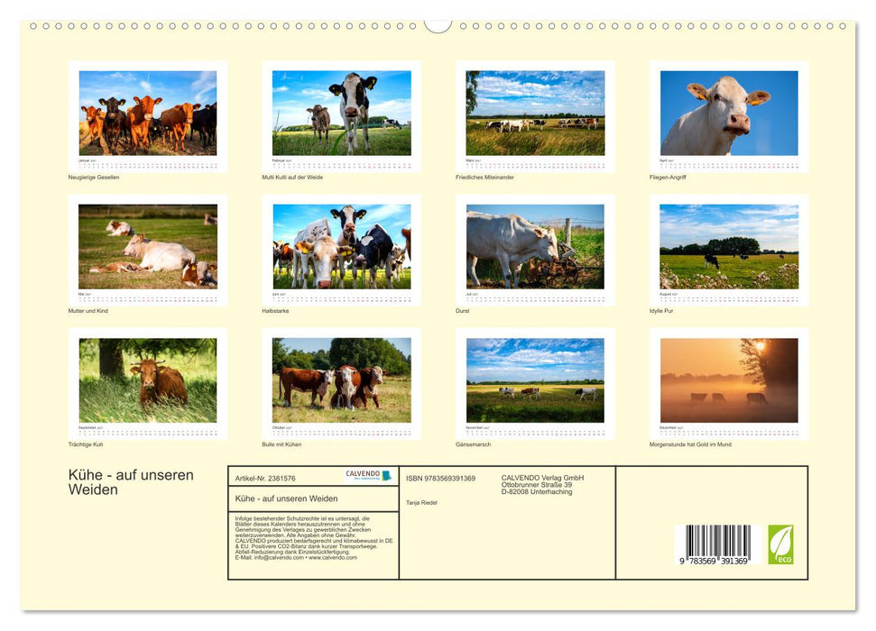 Kühe - auf unseren Weiden (CALVENDO Premium Wandkalender 2027)