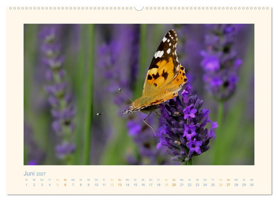 Wunderschönes Werdener Land 2027 (CALVENDO Wandkalender 2027)
