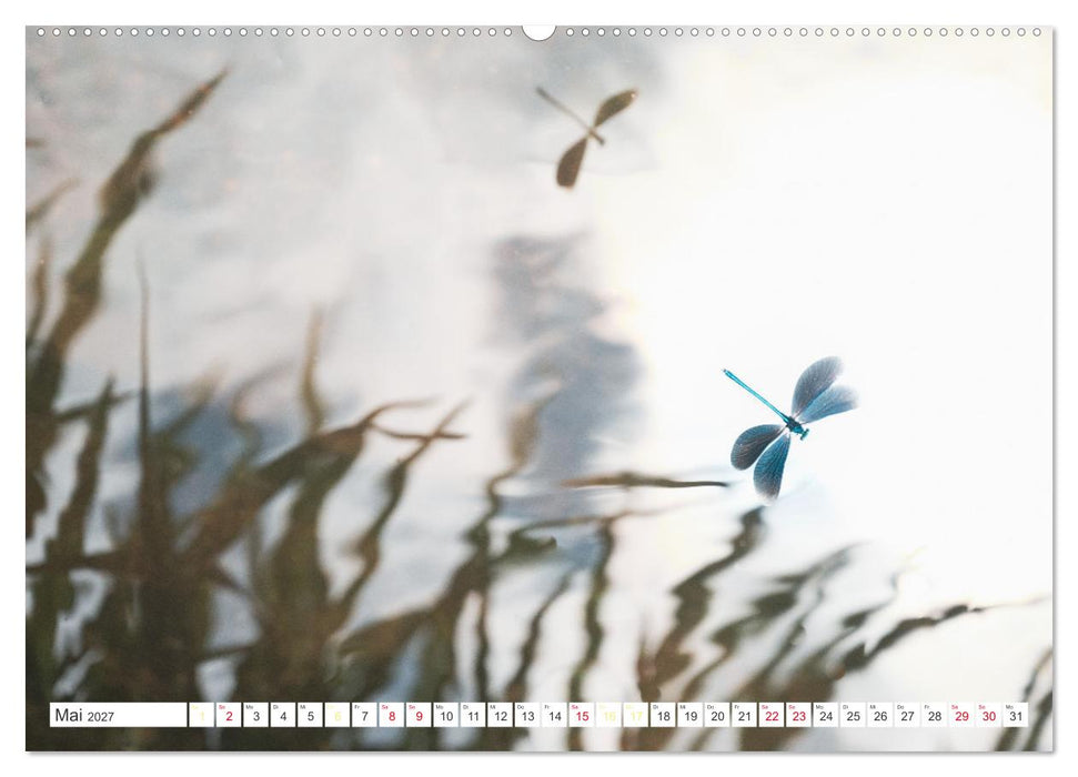 Naturschönheiten im Biosphärerenreservat Rhön (CALVENDO Wandkalender 2027)