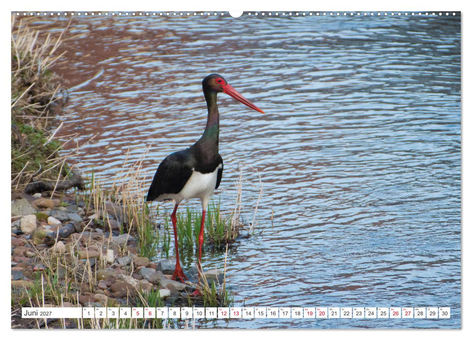 Naturschönheiten im Biosphärerenreservat Rhön (CALVENDO Wandkalender 2027)