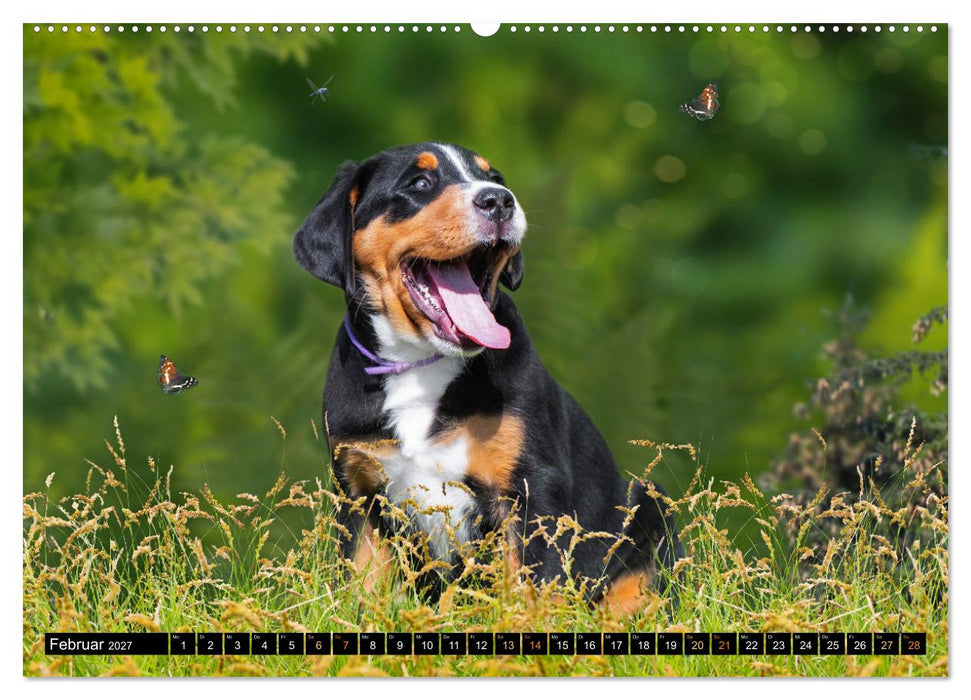 Großer Schweizer Sennenhund - Mit Schweizer Welpen durch das Jahr (CALVENDO Wandkalender 2027)
