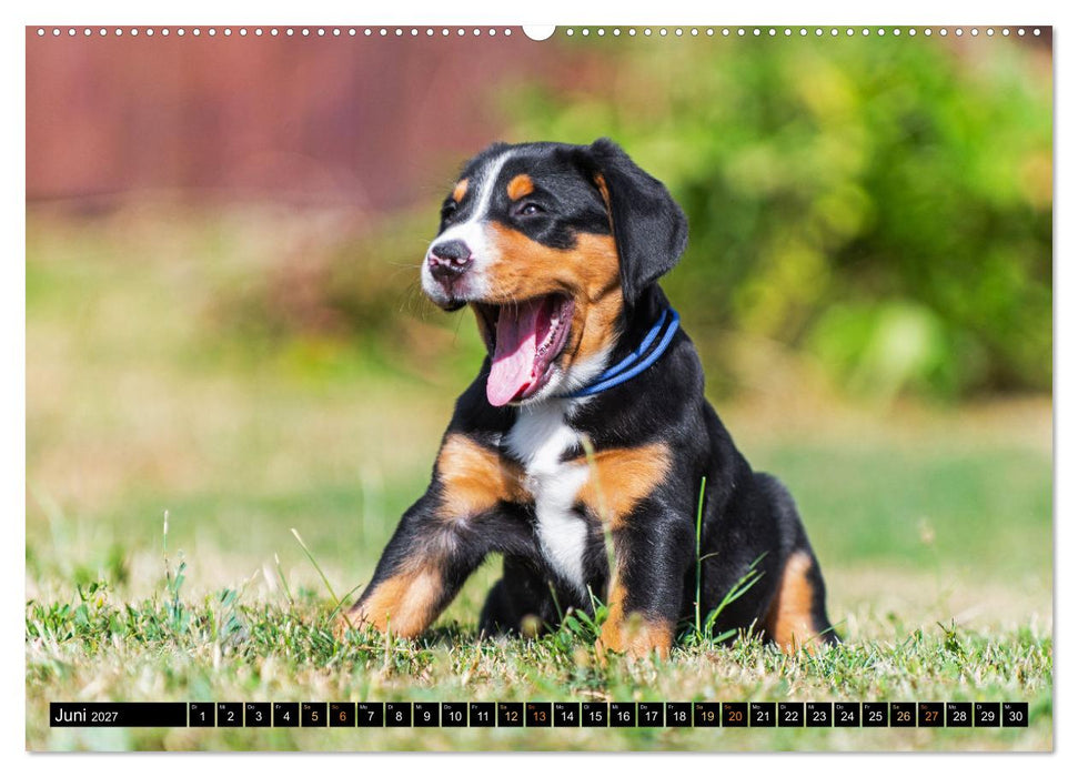 Großer Schweizer Sennenhund - Mit Schweizer Welpen durch das Jahr (CALVENDO Wandkalender 2027)