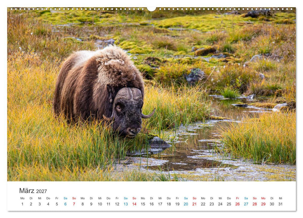 Die letzten Moschusochsen Europas (CALVENDO Wandkalender 2027)
