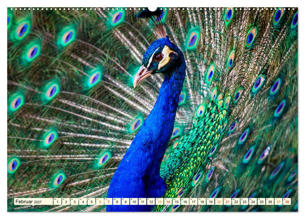 Schöner Pfau (CALVENDO Wandkalender 2027)