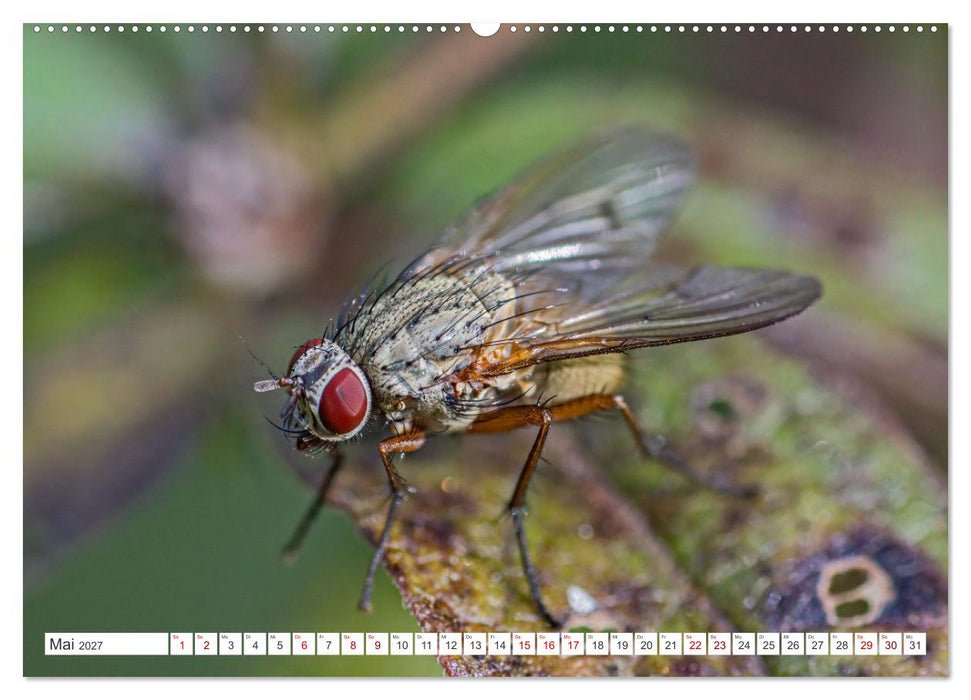 Ungeliebte Schönheiten - die faszinierende Welt unserer heimischen Fliegen (CALVENDO Wandkalender 2027)