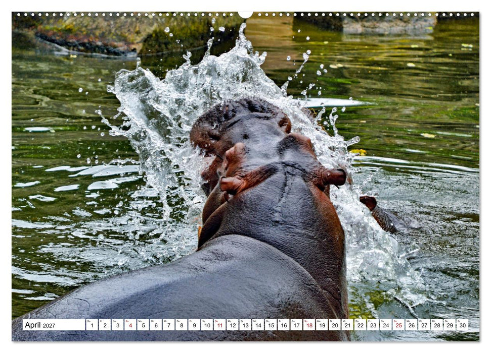 Das Wasser brodelt - Flusspferde im Kampf (CALVENDO Wandkalender 2027)