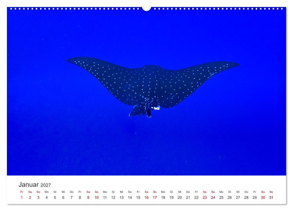 Faszination blaue Welt (CALVENDO Premium Wandkalender 2027)