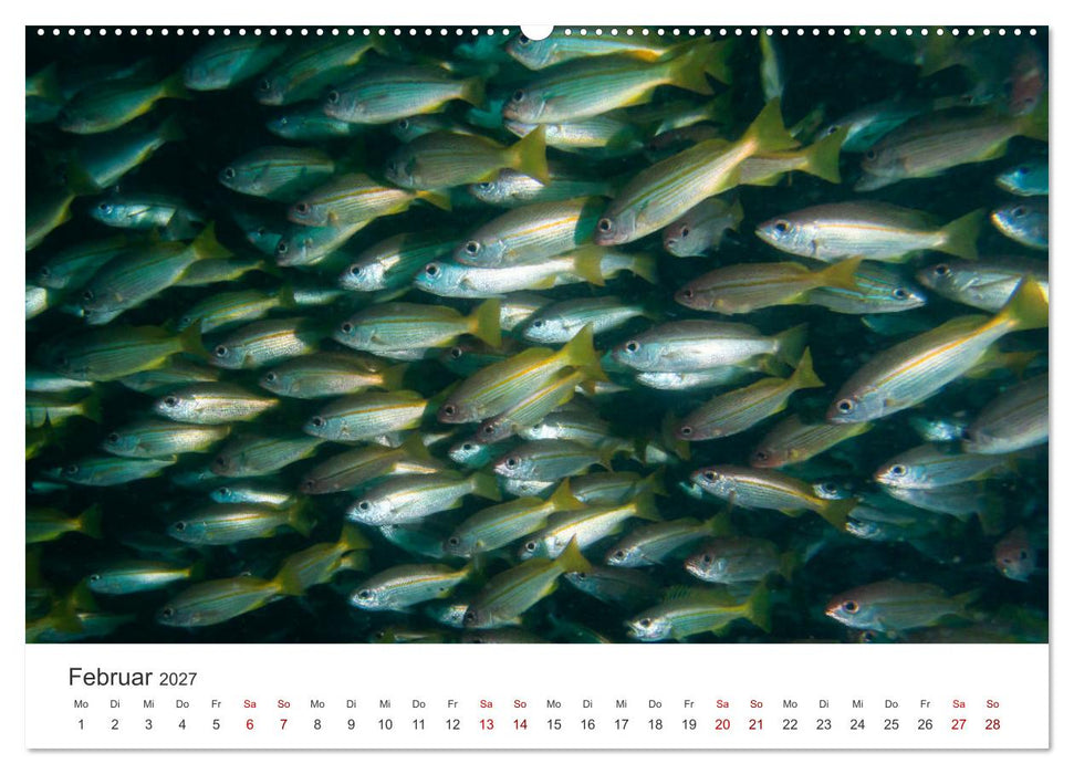 Faszination blaue Welt (CALVENDO Premium Wandkalender 2027)