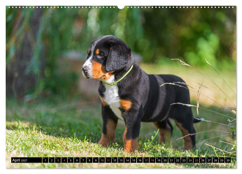 Großer Schweizer Sennenhund - Mit Schweizer Welpen durch das Jahr (CALVENDO Premium Wandkalender 2027)