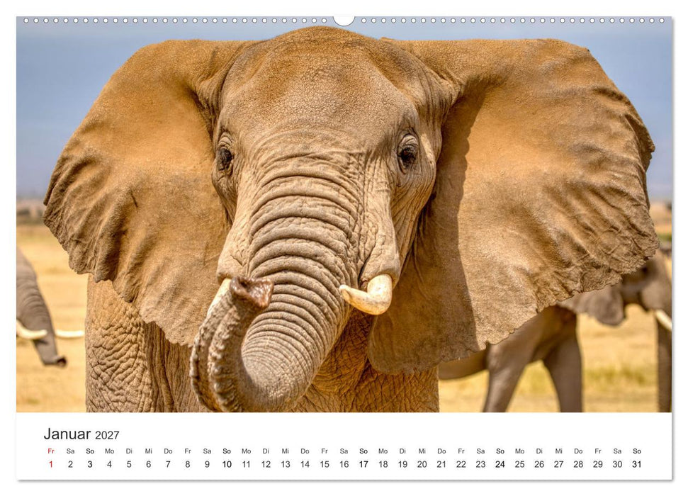 Ein Herz für Elefanten (CALVENDO Premium Wandkalender 2027)