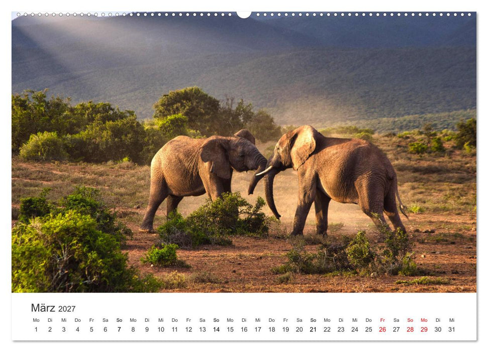 Ein Herz für Elefanten (CALVENDO Premium Wandkalender 2027)