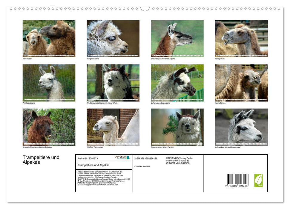 Trampeltiere und Alpakas (CALVENDO Premium Wandkalender 2027)