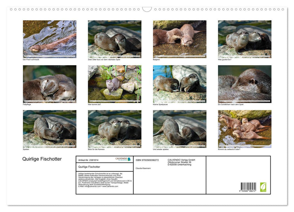 Quirlige Fischotter (CALVENDO Wandkalender 2027)