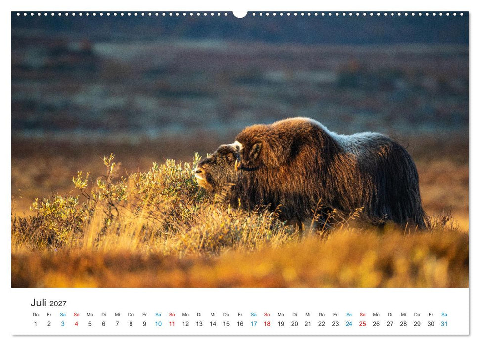 Die letzten Moschusochsen Europas (CALVENDO Premium Wandkalender 2027)