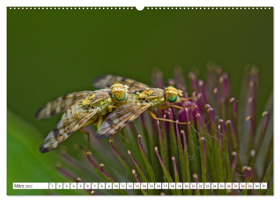 Ungeliebte Schönheiten - die faszinierende Welt unserer heimischen Fliegen (CALVENDO Premium Wandkalender 2027)