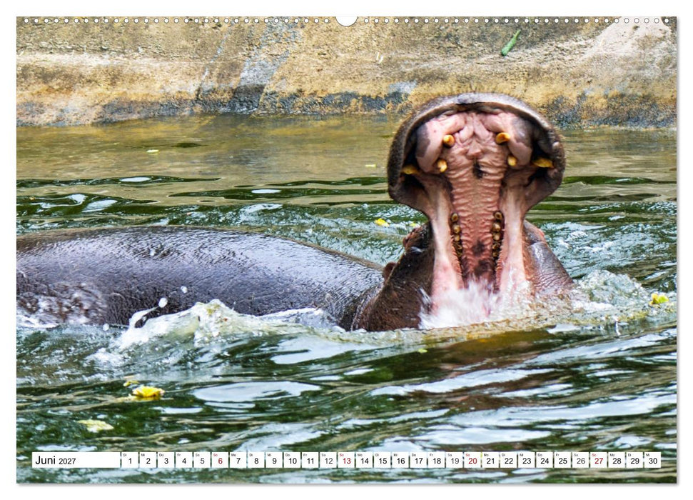 Das Wasser brodelt - Flusspferde im Kampf (CALVENDO Premium Wandkalender 2027)