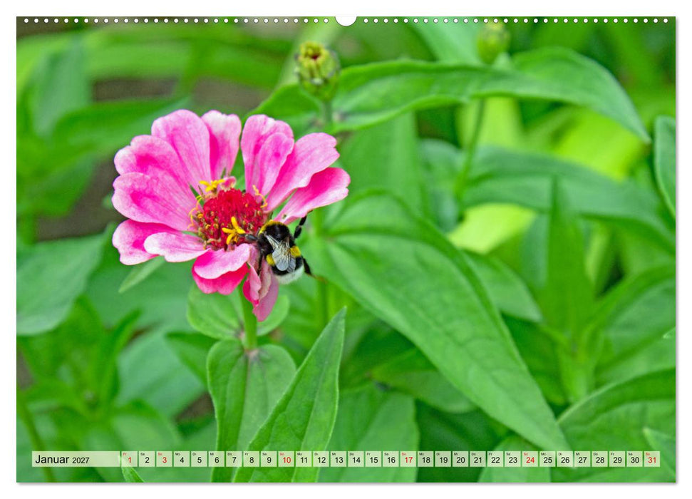 Wenn die Hummeln zum naschen kommen, ist dein Garten perfekt (CALVENDO Wandkalender 2027)