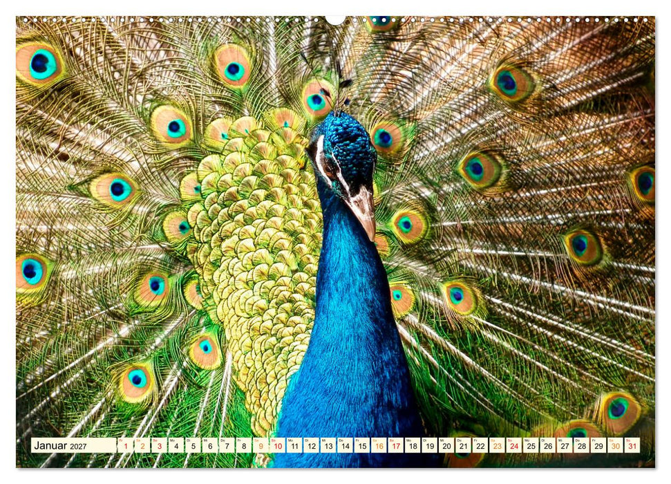 Schöner Pfau (CALVENDO Premium Wandkalender 2027)