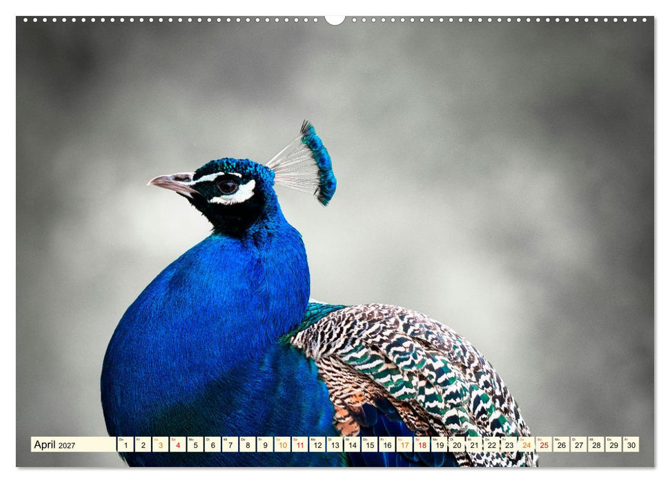 Schöner Pfau (CALVENDO Premium Wandkalender 2027)